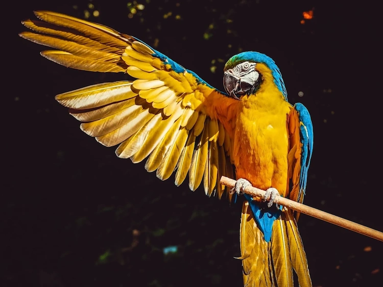 Blue and yellow macaw spreading a wing