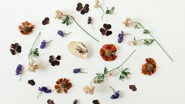 Tiny dried flowers and leaves on a flat white background